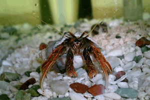 �R�u���R�o�T�~