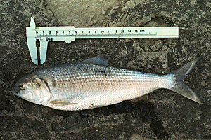 ���̂���