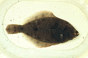 �܂����ꂢ