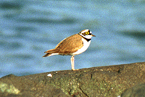 �����ǂ�