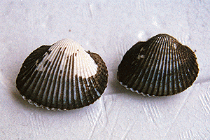 ��������������ڂ�����