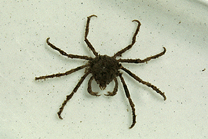 �N���K�j�̂Ȃ���