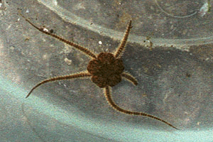 �����ЂƂ�