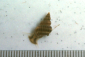 ����͂���