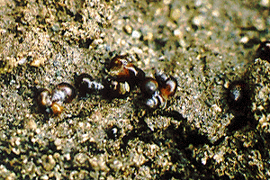 ���肢�납�킴�񂵂傤����