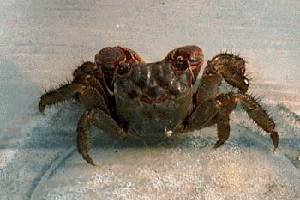 ����ׂ񂯂�����