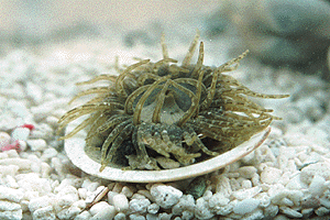 ���낪�˂������񂿂Ⴍ