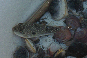 �����ӂ�