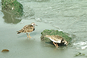 ���傤���債��