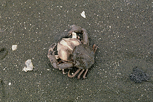 �}���R�u�V�K�j