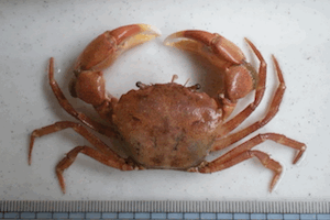 �}���o�K�j