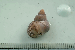 �܂邤���炽�܂���