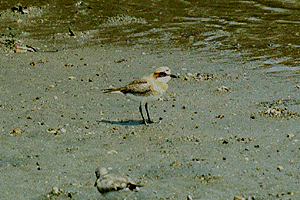 �߂������ǂ�