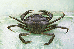 �����イ�����݂ǂ肪��