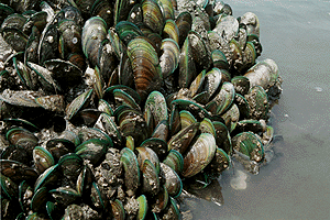 �~�h���C�K�C