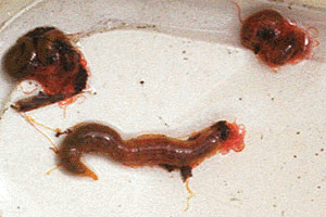 �݂��Ђ�������