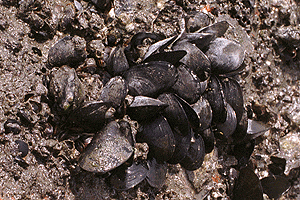 �����T�L�C�K�C