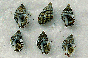 �A�����V���K�C