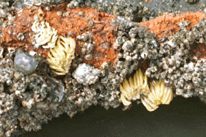 �Ȃ��Ȃ��ق�����