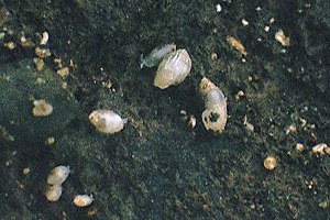 �Ȃ����̂�������