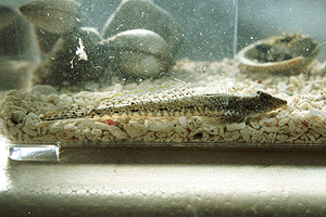 �˂��݂���