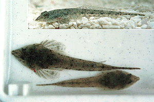 �͂����Ăʂ߂�