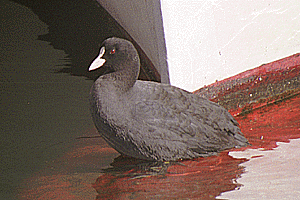 �����΂�