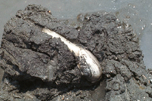 �I�I�m�K�C