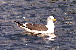 ���������납����