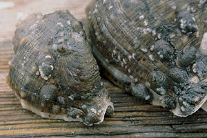 ���܂߂̂��ӂ˂���