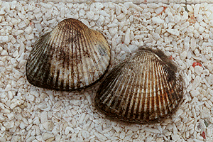 ����ڂ�����