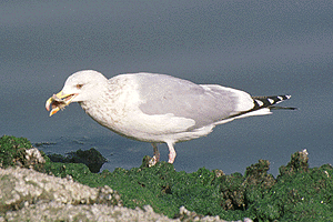 �����납����