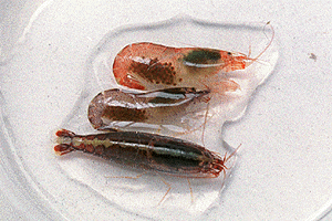 ������ނ炳������