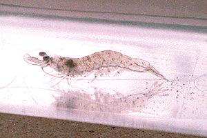 ���΂���