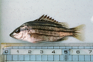 ���܂�����