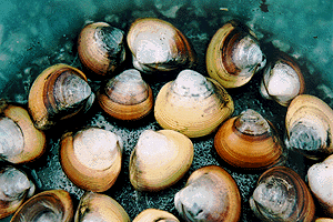 �����ӂ�