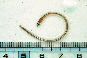 ���炷���Ȃ�