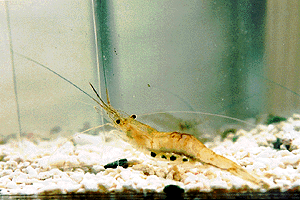 �V���^�G�r