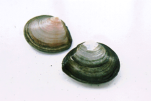 �V���g���K�C