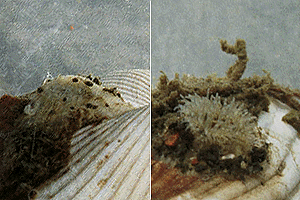 ���낢�������񂿂Ⴍ