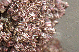 ���낷���ӂ���