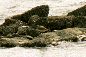 ���낿�ǂ�