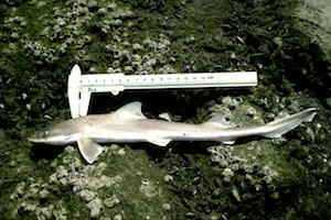 �V���U��