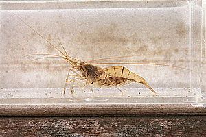 �X�W�G�r���h�L