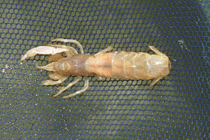 �j�z���X�i���O��