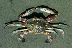 ������񂪂���