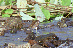 �����Ԃ���