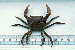 �����̂��ӂ���������