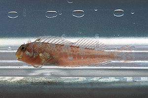 ���Ă��݂����