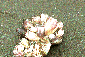 ���Ă��܂ӂ���